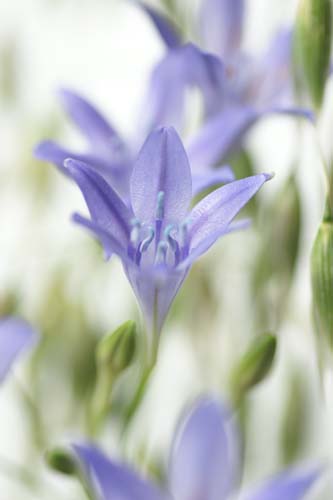 DSC01521_agapanthus