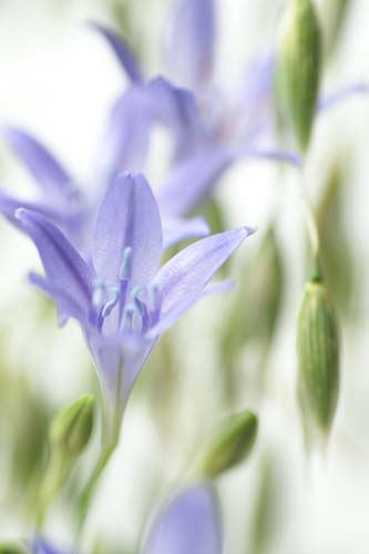 DSC01522_agapanthus