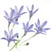 A_Agap_01469_agapanthus_sq