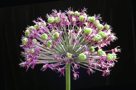 allium_024