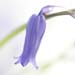 sq_bluebellDSC00294