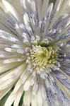 chrysanth_blue_white270107