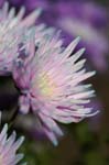 chrysanth_purple280107