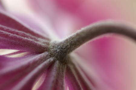 clematis0010