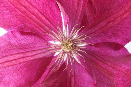 clematis0033