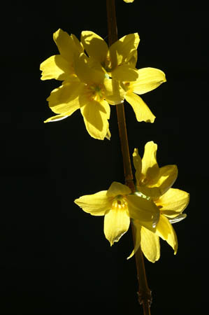 forsythia_0007