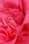 CAMELIA