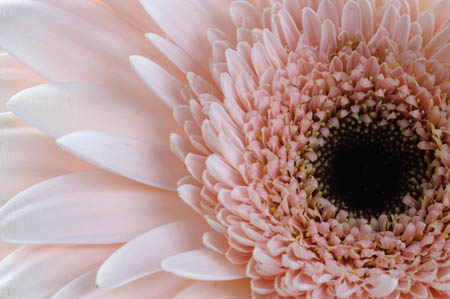 15_pp_gerbera_017