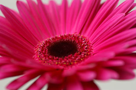 1_dp_gerbera_020