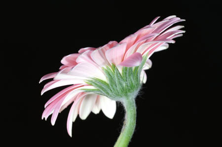 6_pp_gerbera_094