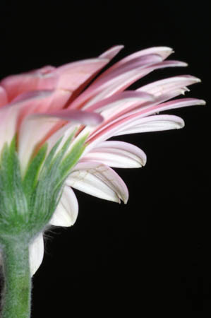 8_pp_gerbera_083