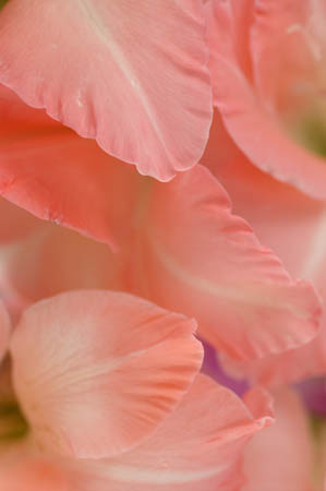 D_gladioli_0035