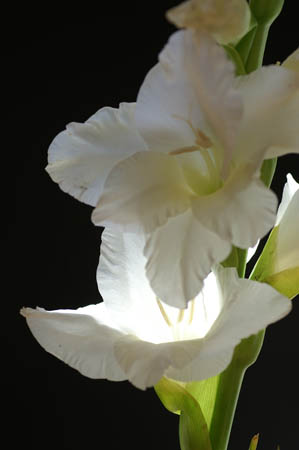 K_gladioli_0017