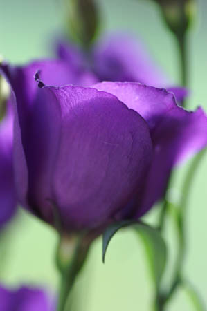 lisianthus_blue_011