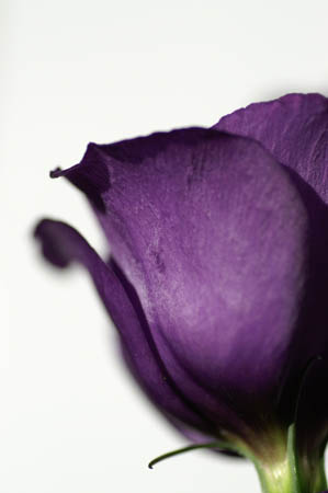 lisianthus_blue_018b