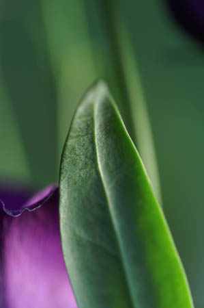 lisianthus_blue_095