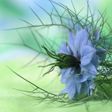 LOVE IN A MIST