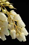 pieris_027