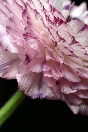 3_ranunculus_072