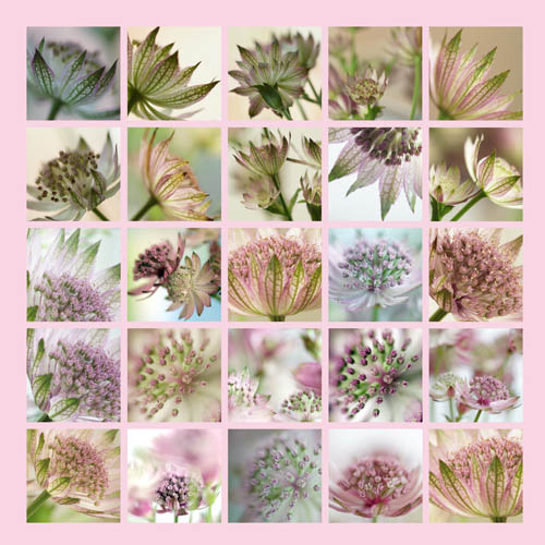 astrantia