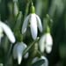 snowdrop_square61