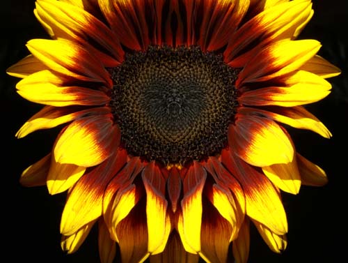 mirroredsunflower