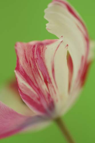 tulipDSC00239