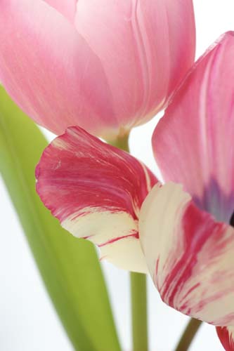 tulipDSC02412