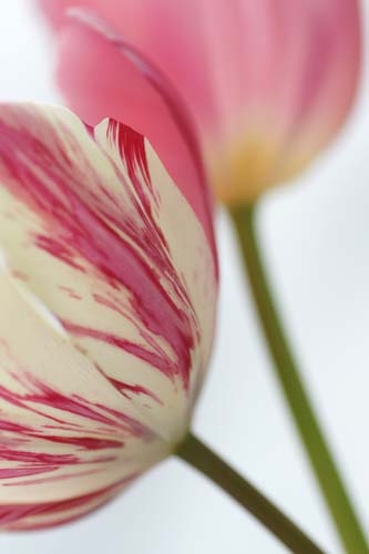 tulipDSC02433