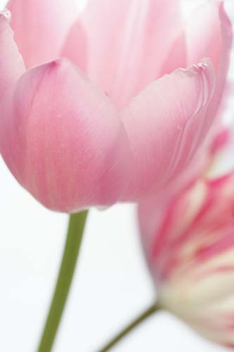 tulipDSC02502